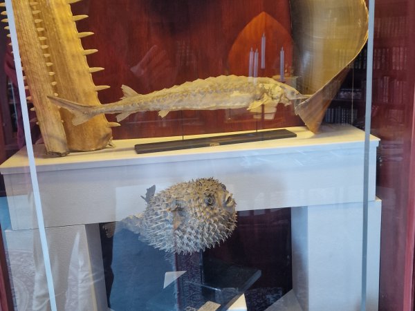 Museum Obscurum