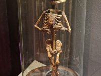 Dänemark &raquo; Museum Obscurum