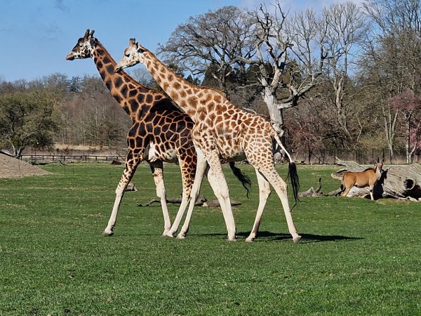 Safaripark Knuthenborg
