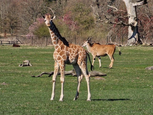 Safaripark Knuthenborg