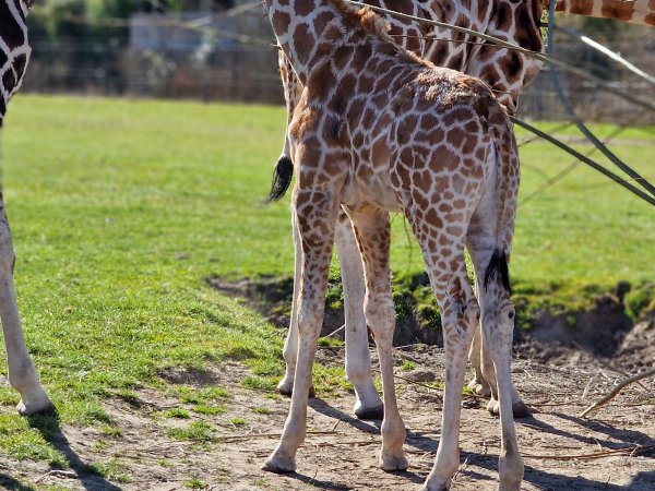 Safaripark Knuthenborg
