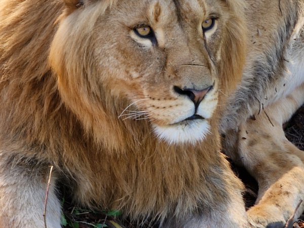 Safaripark Knuthenborg