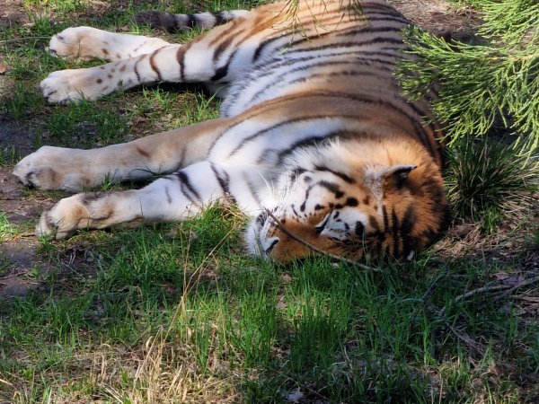 Safaripark Knuthenborg