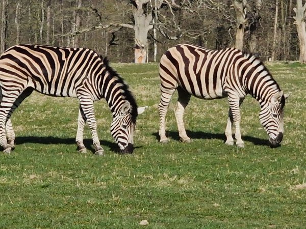 Safaripark Knuthenborg