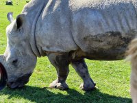 Dänemark &raquo; Safaripark Knuthenborg